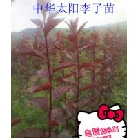 中華太陽李-中太陽李子苗