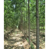 各種竹柳種條苗木