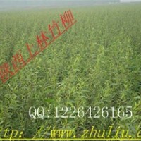 竹柳——給我一座荒山 送你青山綠水