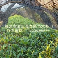 供應(yīng)竹柏苗