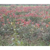 各種工程用苗國槐小苗：1米---2米的10萬珠.金葉女貞：40公分--80