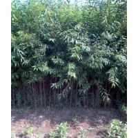 大量供應(yīng)三角楓  糖槭  京桃