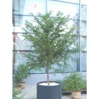 紅豆杉營養(yǎng)缽苗