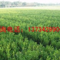 油松小苗 油松小苗價(jià)格