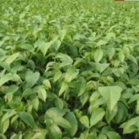 山西核桃苗種植園 山西核桃價格批發(fā)