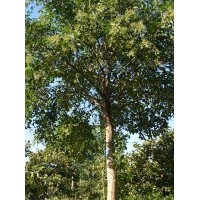 大量供應(yīng)各種規(guī)格大葉女貞 嫁接銀杏樹，紫薇