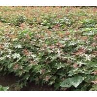 供應(yīng)一年生五角楓小苗、五角楓小苗價格、山西五角楓種植基地