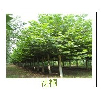 速生法桐價(jià)格 哪里有種植速生法桐的 哪里的速生法桐便宜 哪里有