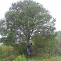 最新白皮松小苗價(jià)格+白皮松小苗報(bào)價(jià)