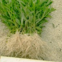 大量供應(yīng)竹柳，竹柳3號(hào)，美國(guó)竹柳，速生竹柳