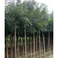 供應國槐 刺槐 紫穗槐 香花槐 黃金槐