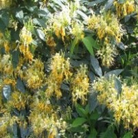 供應(yīng)金銀花苗