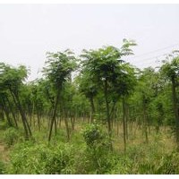 供應(yīng)合歡苗 合歡小苗 合歡樹苗 山西合歡苗價(jià)格