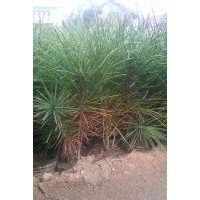 白皮松基地 白皮松價格