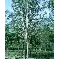 千頭椿毛白楊國槐柳樹