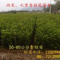 出售各種規(guī)格桂花樹 桂花苗