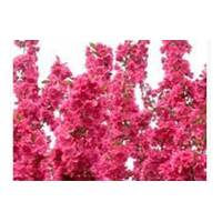 綠化苗木北美海棠,絢麗海棠,紅寶石海棠