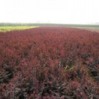 苗圃直銷(xiāo)紅葉小檗.金葉女貞.金森女貞.小葉女貞.