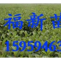 榿木 榿木種子 榿木苗 榿木批發(fā)