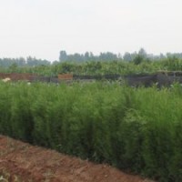 綠化苗 側(cè)柏苗