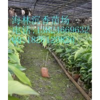 廣東海林沉香苗供應(yīng)