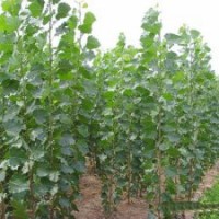 大量供應速生楊、毛白楊、法桐、白蠟、五角楓