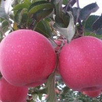 大量出售各種苗木果樹(shù)苗,綠化苗