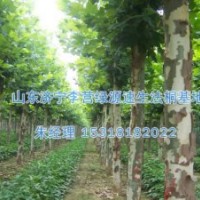 法桐整修修剪|河北石家莊怎樣種植梧桐樹插條法-濟寧綠源苗圃