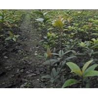 四川成都彭州大量供應(yīng)桂花扦插苗/金桂苗/朱砂苗/雄黃桂苗