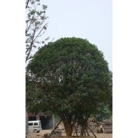 陜西西安桂花，桂花球