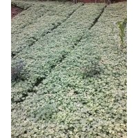 提供銀杏苗.500萬(wàn)株