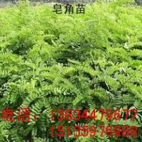 大量供應(yīng)優(yōu)質(zhì)皂角苗，山西皂角苗!!