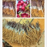 北美海棠根接苗（全國、包品種、包成活）