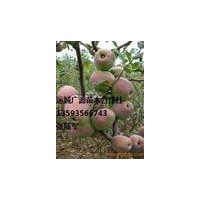 蘋果苗,蘋果,山楂