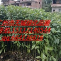 供應香樟小袋苗