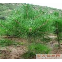油松苗，山西油松苗