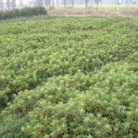 優(yōu)質(zhì)扦插苗.湖南桂花香樟.湖南杜鵑扦插小苗.杜鵑扦插苗