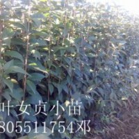 安徽肥西出售紫薇小苗，高桿女小苗，香樟小苗，小苗價格