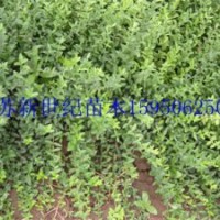 哪里有衛(wèi)矛苗 出售