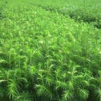 供應(yīng)廣西杉木苗好產(chǎn)品大豐收