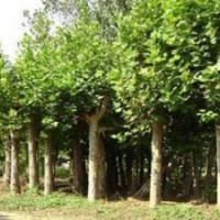 欒樹(shù)、美國(guó)紅楓、垂柳