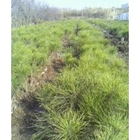 因占地急售白皮松油松樹(shù)苗