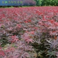 供應(yīng)一年生各種小苗