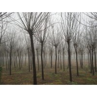 山東煙臺(tái)國(guó)槐