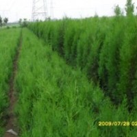供應(yīng)油松，國槐，刺槐，側(cè)柏，柳樹，速生楊