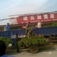 日照龍柏苗木基地常年低價出售龍柏大小苗