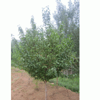 山茱萸，山萸肉，藥棗苗木專供