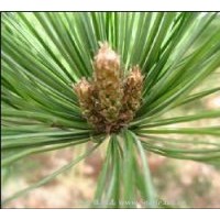 供應(yīng)山西華山松，容器袋華山松，各規(guī)格華山松，華山松種子