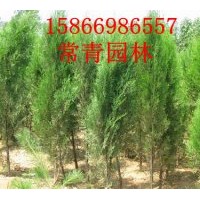 常青園林側(cè)柏苗 側(cè)柏小苗