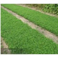 出售樟子松 油松 本年小苗 5——40公分 可訂購 價錢可議 有意者